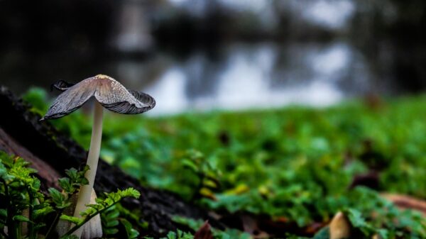 Photo Enchanted forest